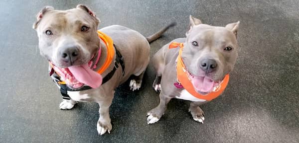 adiestramiento de un pitbull