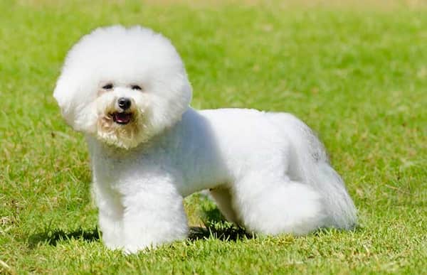 bichón frisé con pelo largo