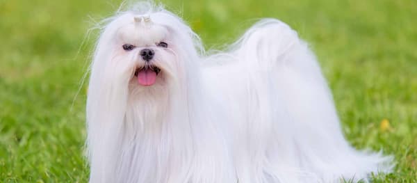 bichón maltés perro hipoalergénico