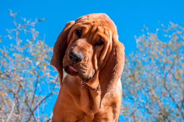 bloodhound
