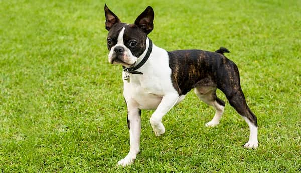boston terrier