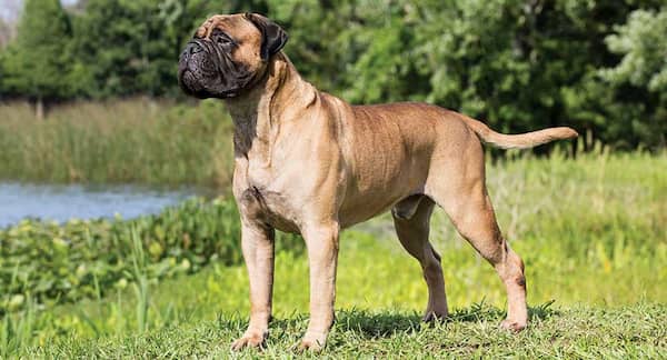 bullmastiff perro macho
