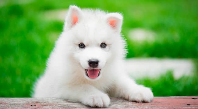 500 Nombres Para Perros Originales Y Bonitos Machos Y Hembras