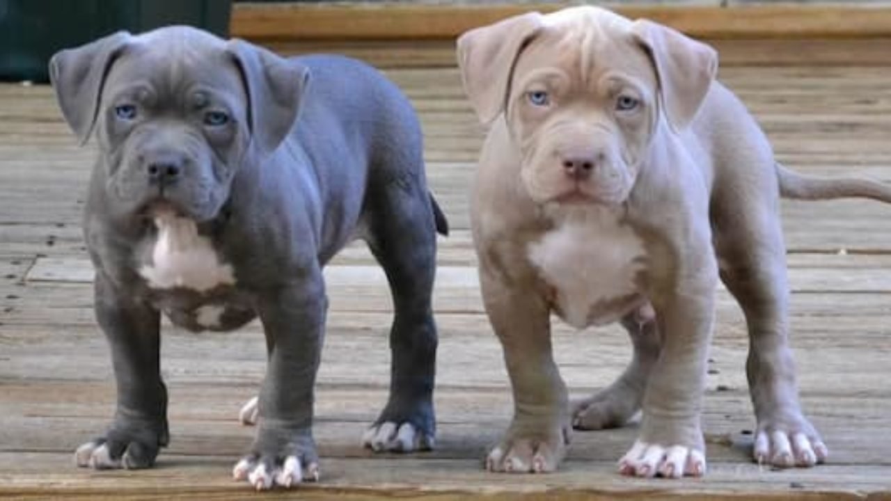 ¿Qué animal encuentran más tierno? Cachorros-pitbull-1280x720