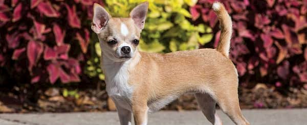 chihuahua pequeño