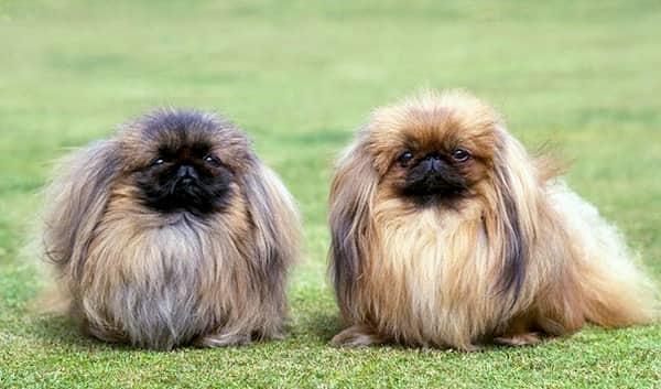 hembra y macho de pekinés