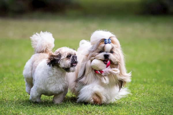 pareja de shih tzu tricolor chinos