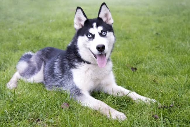 husky siberiano
