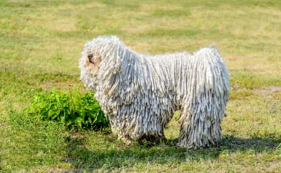 komondor