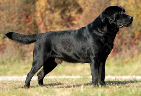 labrador retriever color negro