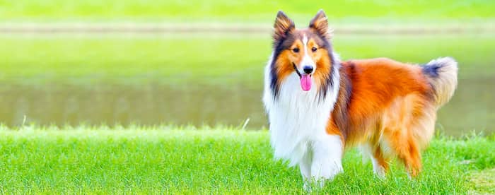 lasy una perrita preciosa