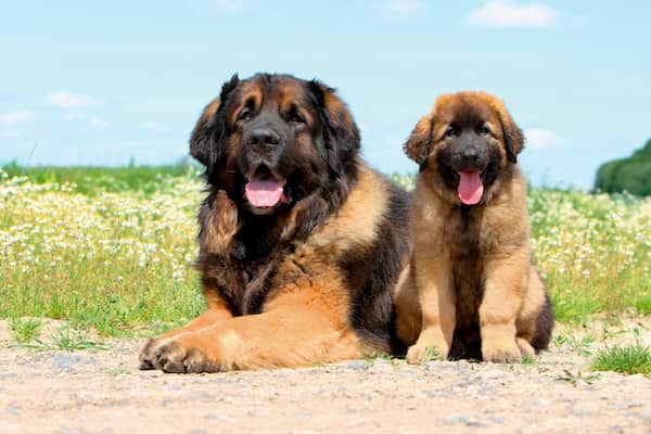 leonberger hembra y su cachorro
