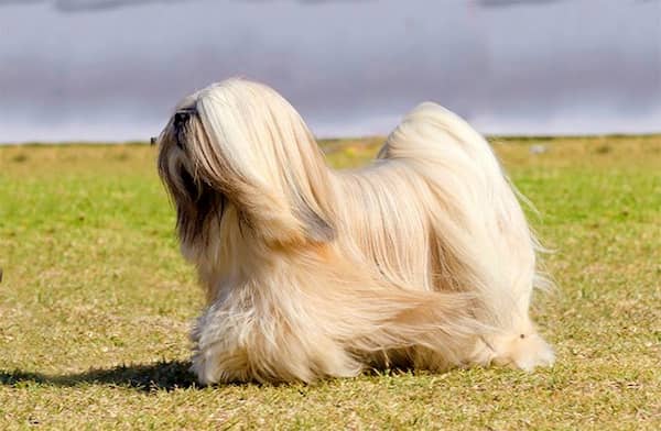 lhasa apso de pelo largo