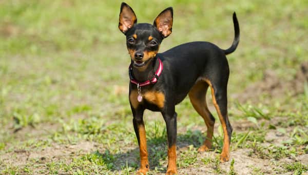 mini pinscher