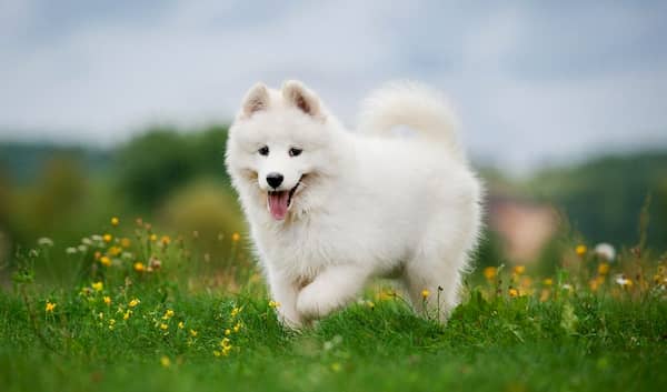 nombres cristianos para perros