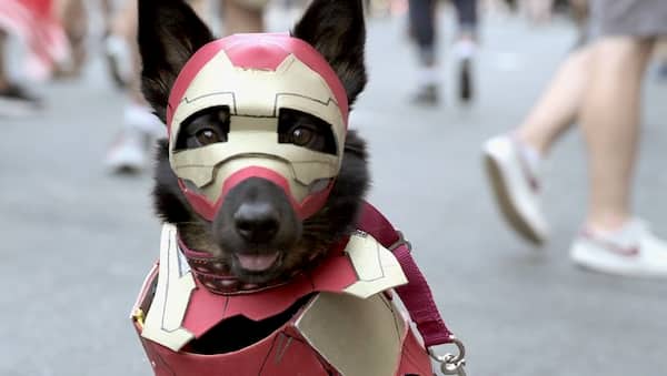 nombres de marvel para perros