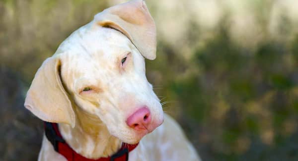 nombres para perros albinos