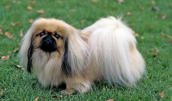 pekinés