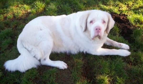 perrita albina tumbada en el jardín