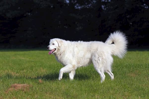 perro de montaña de los pirineos