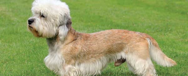 perro de raza Dandie Dinmont