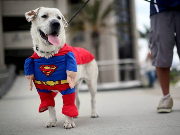 perro grande con su disfraz de supermán