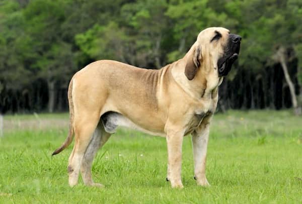 perro grande fila brasileño