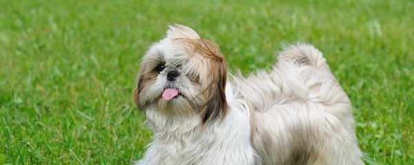 perro shih tzu macho