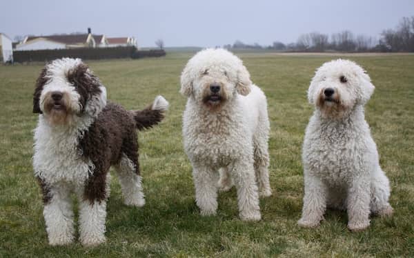 perros de agua