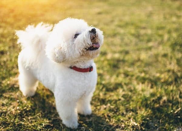 perros hipoalergénicos