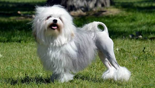raza de perro pequeño löwchen