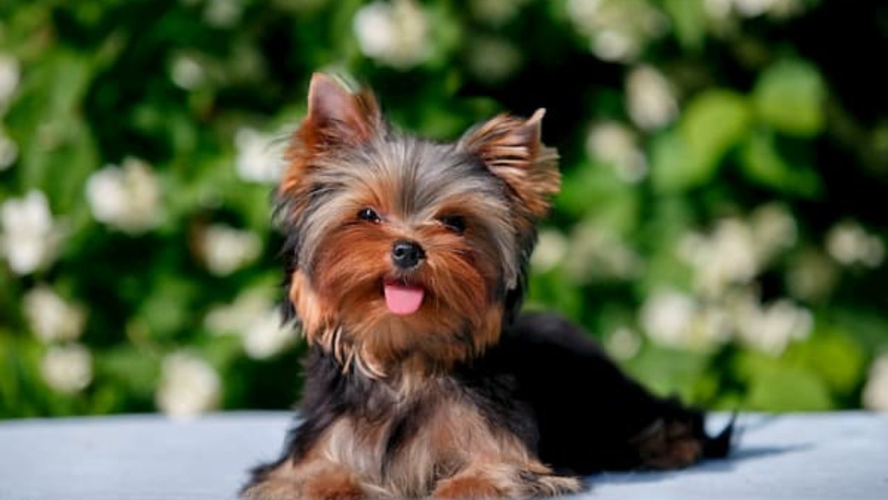 50 Mejores Razas de Perros ¡CON