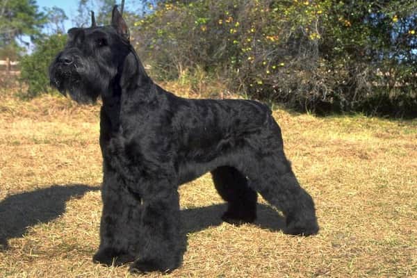 schnauzer estándar