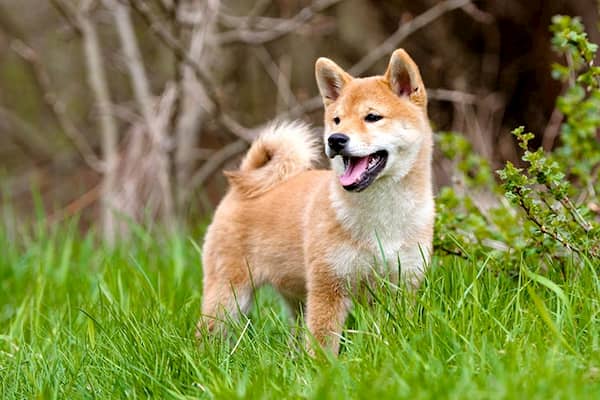 shiba inu