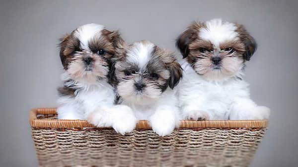 tres cachorros de shih tzu
