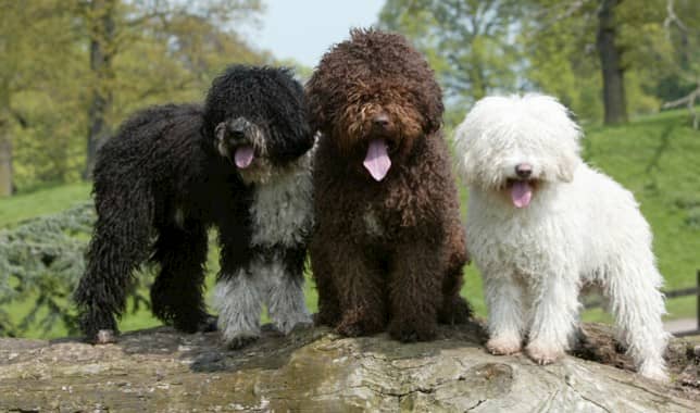 tres perros de agua color blanco, marrón y negro