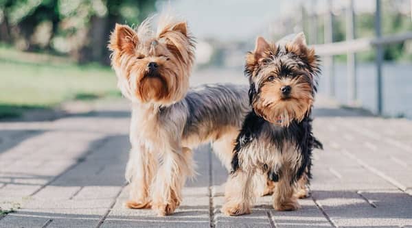 yorkshire terrier