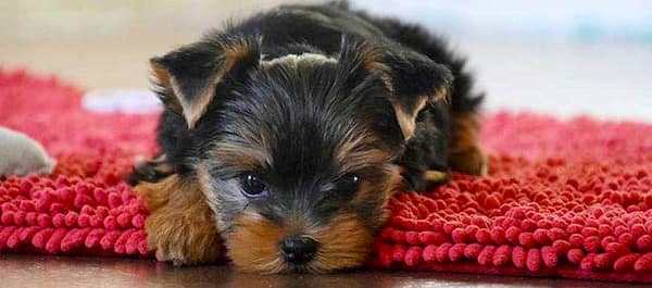 yorkshire terrier cachorro
