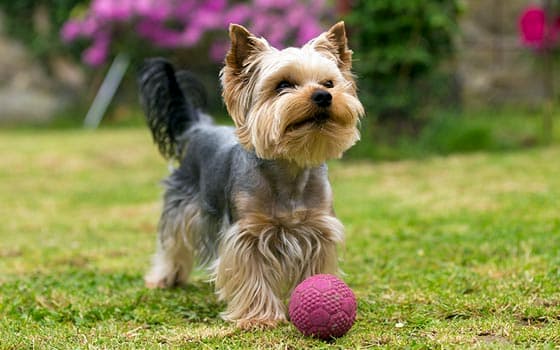 yorkshire terrier