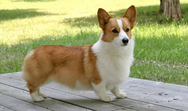 Corgi