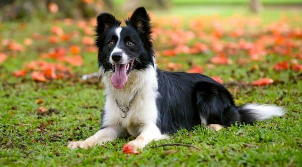 border collie