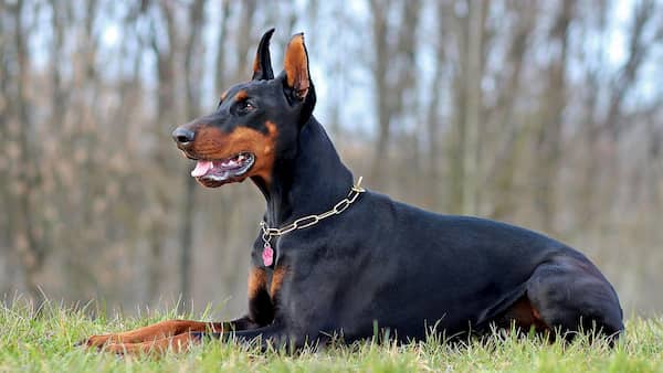 dóberman pinscher adulto tumbado