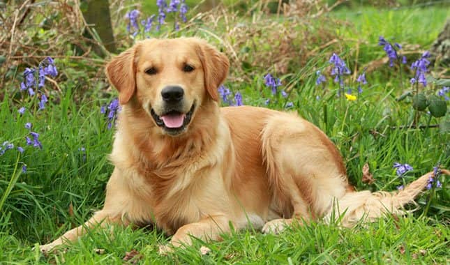 golden retriever tumbado en el campo