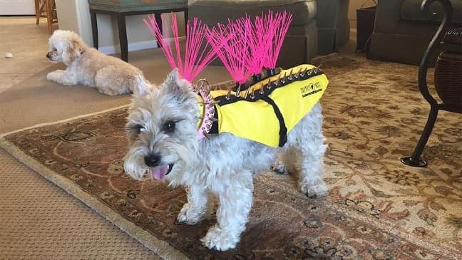 perro con disfraz punk