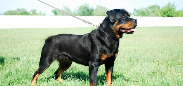 rottweiler, un perro inteligente