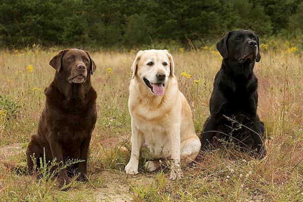 tres perros labrador retriever