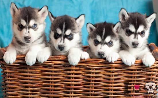 4 cachorros de husky siberiano en una cesta