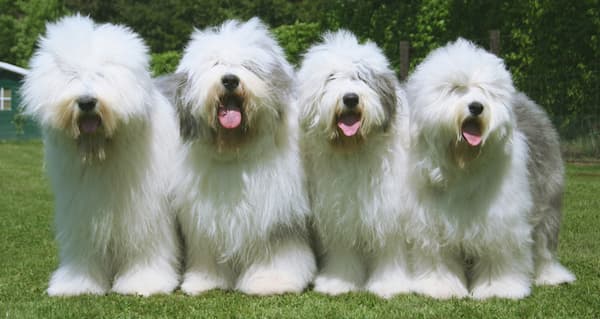 4 perros de la raza bobtail