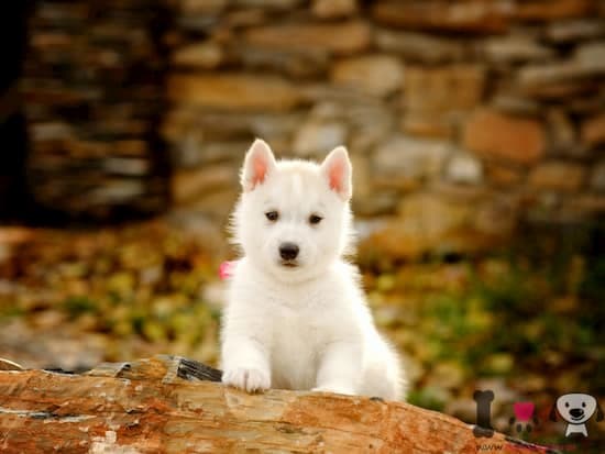 cachorro de husky blanco con 2 meses