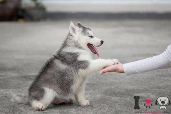 cachorro de husky dándole la pata al dueño